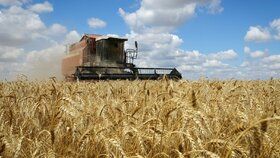 Ukrajinské obilí v Česku: Inspekce prozradila, jak dopadl rozbor. Sledovala 400 pesticidů
