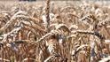 Počasí poškodilo úrodu pšenice ve světě, což se odrazilo v jejím zdražení.
