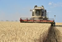 Řepky a obilí bude méně. Sklizeň se letos sníží, na vině je chladné a deštivé počasí