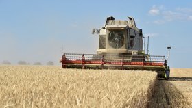 Řepky a obilí bude méně. Sklizeň se letos sníží, na vině je chladné a deštivé počasí