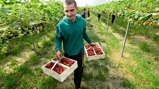 Firmy berou o pětinu méně brigádníků. Místa jim obsadili lidé, co nevyjdou se mzdou