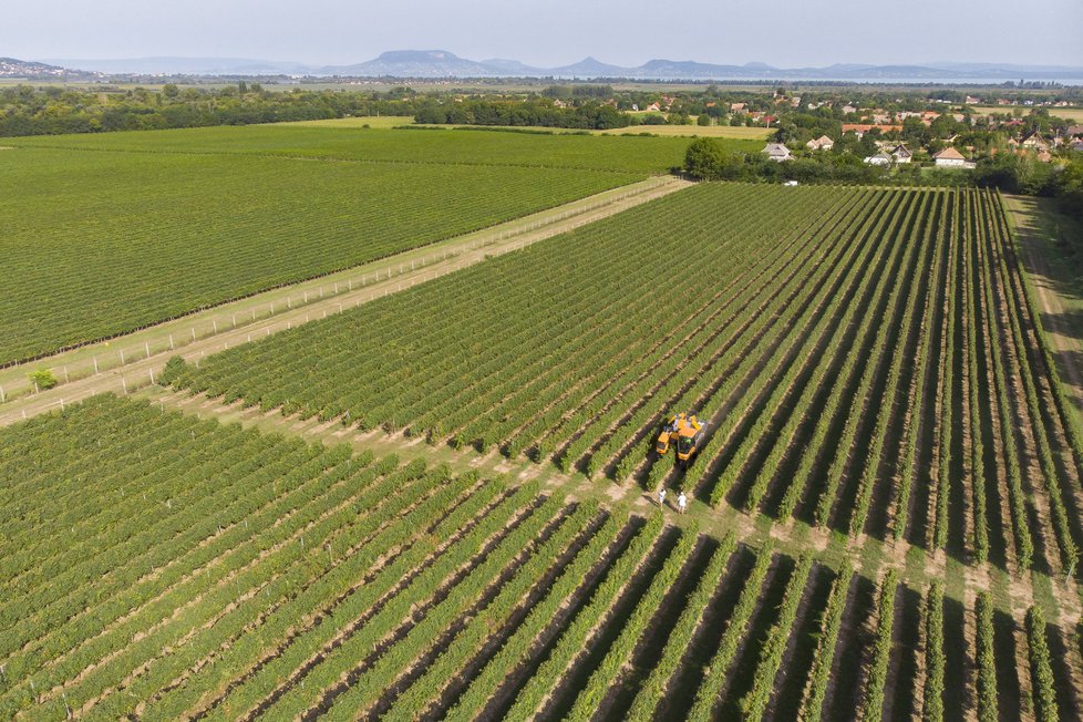 Sklizeň letos vzroste, řepky ale bude méně