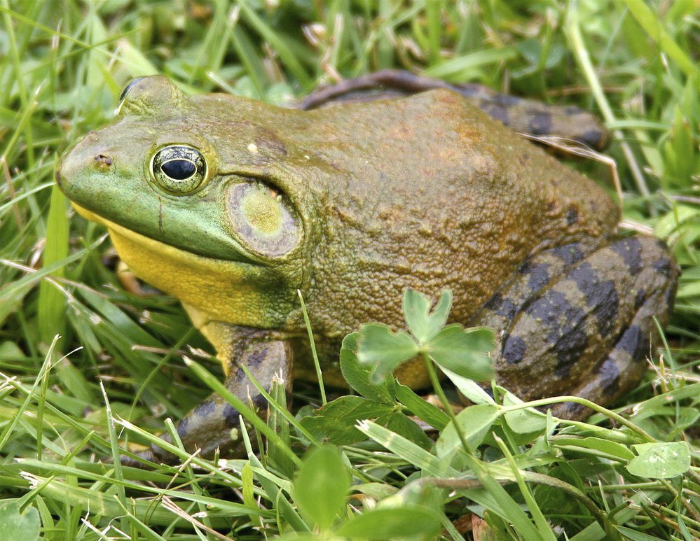 Vetřelec: Skokan volský