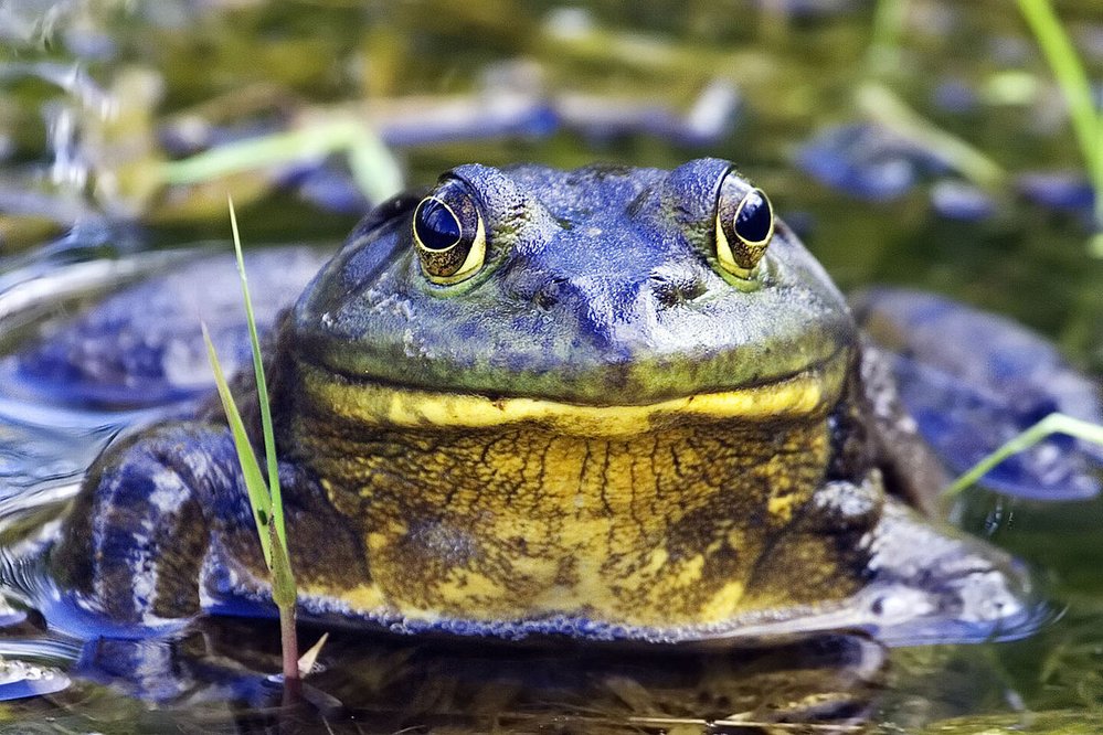 Vetřelec: Skokan volský