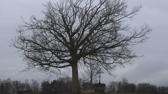 Křížek pod stromem, nedaleko obce Skoky u Žlutic značí místo, kde byl přepaden a zamordován člověk loupežníky