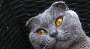 Kočičí plemena: Skotská klapouchá kočka - kdo jí ohnul uši?