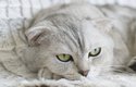 Skotská klapouchá kočka je plemeno s ohnutýma ušima