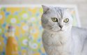 Skotská klapouchá kočka je plemeno s ohnutýma ušima