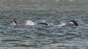 Lochnesská příšera podle vědců neexistuje. Amatérský snímek pořízený v roce 2016.