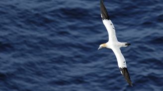 Skotské útesy Troup Head aneb Na návštěvě v jednom z největších hnízdišť mořských ptáků v Evropě