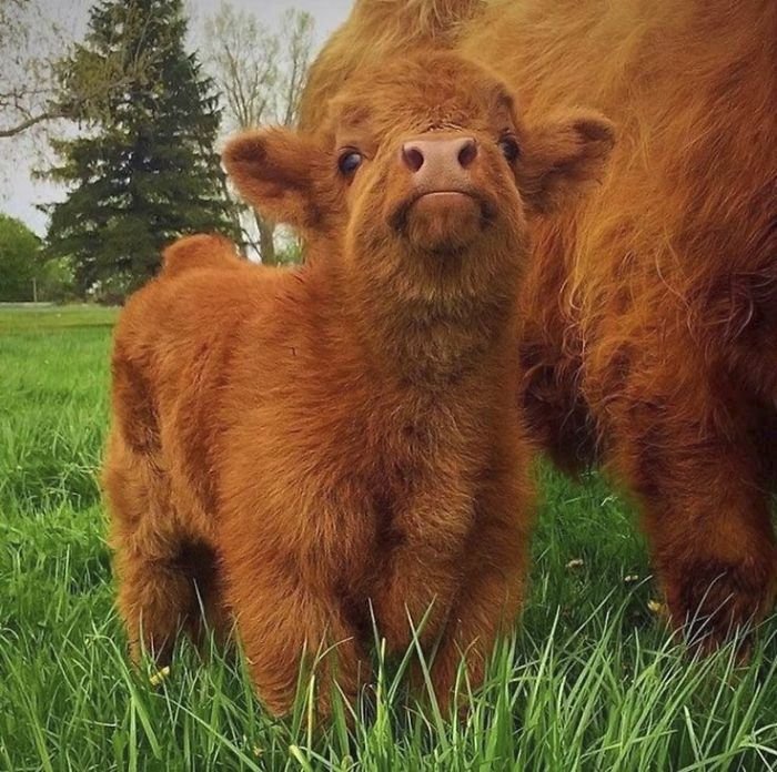 Telátka skotského náhorního skotu jsou rozkošná.