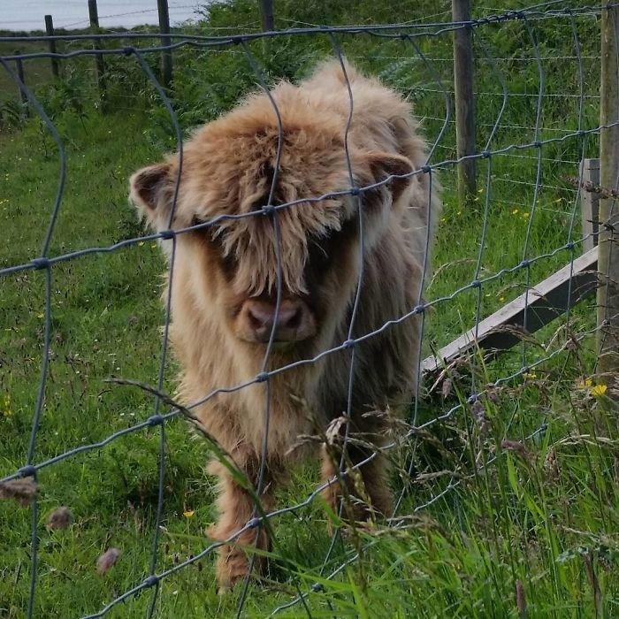 Telátka skotského náhorního skotu jsou rozkošná.