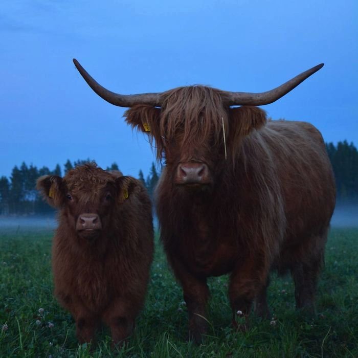 Telátka skotského náhorního skotu jsou rozkošná.