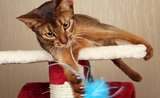 Odnaučte kočku ničit koberce. Pomůže vhodné škrabadlo