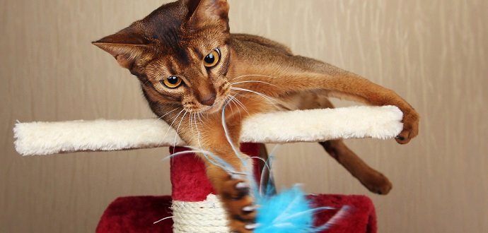 Odnaučte kočku ničit koberce. Pomůže vhodné škrabadlo