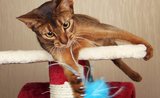 Odnaučte mačku ničiť koberce. Pomôže vhodné škrabadlo