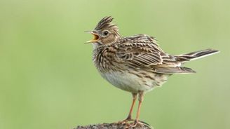 Vědci varují: V Česku prudce ubývají ptáci, krajina je nestabilní