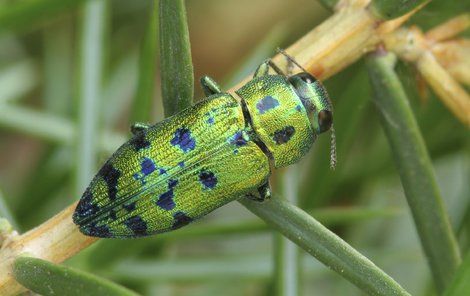 To je on. Krásný krasec Lamprodila festiva, který má kovově lesklé a do zelena zabarvené tělo. Podle některých entomologů je to náš nejkrásnější škůdce.