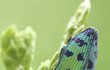 To je on. Krásný krasec Lamprodila festiva, který má kovově lesklé a do zelena zabarvené tělo. Podle některých entomologů je to náš nejkrásnější škůdce.