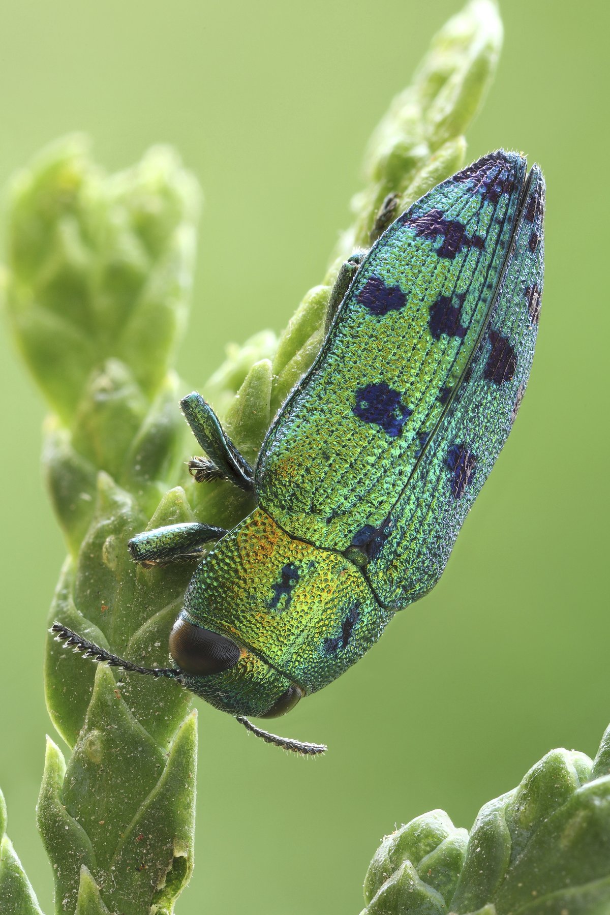 To je on. Krásný krasec Lamprodila festiva, který má kovově lesklé a do zelena zabarvené tělo. Podle některých entomologů je to náš nejkrásnější škůdce.