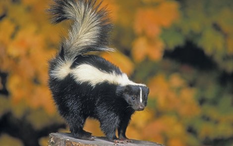 Skunka Dívka (9) se převlékla za skunka a postřelili ji! | Ahaonline.cz