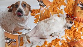 Jack Russell teriér se vyžral sýrovými chipsy na 10 kilo a jde mu o život. Musí držet mrkvovou dietu