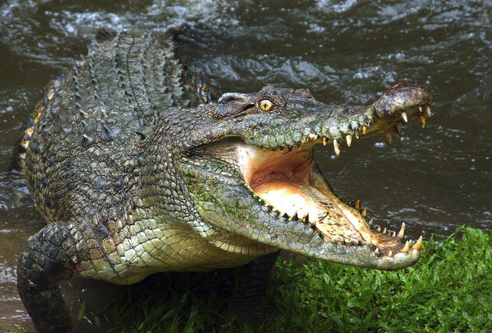 Takto vypadá slanovodní krokodýl, který se vyskytuje i u severního pobřeží Austrálie a dorůstá až 7 metrů délky. Tento druh zachytila Australanka na svých záběrech.