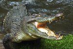 Slanovodní krokodýl v Austrálii.