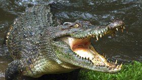 „Zabil dítě.“ Posvátní krokodýli terorizují obyvatele ostrova, ti se nemohou bránit