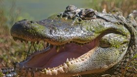Vědkyni z indonéské laboratoře sežral krokodýl poté, co při krmení údajně uklouzla a spadla do výběhu zvířete (ilustrační foto).