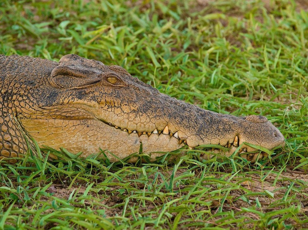 Slanovodní krokodýl v Austrálii.