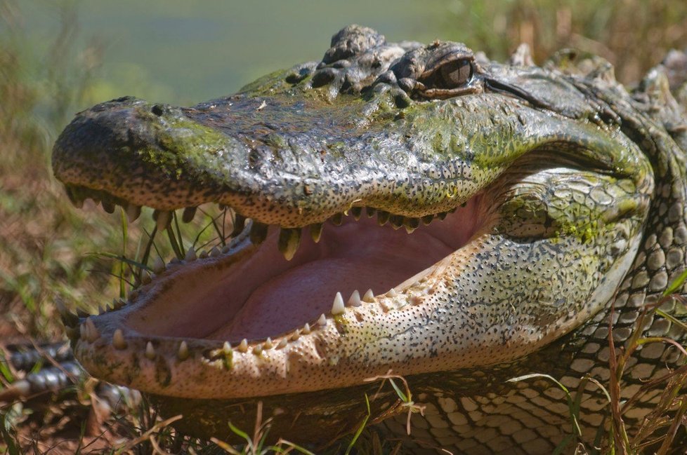 Slanovodní krokodýl v Austrálii.