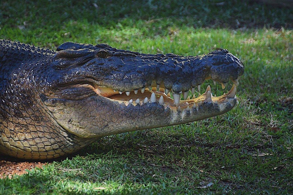 Slanovodní krokodýl v Austrálii