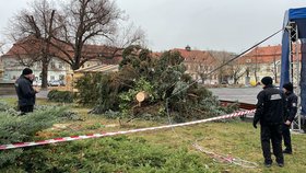 Vichr vyvrátil ve Slaném vánoční strom! Zřítil se rovnou na náměstí