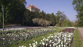 Tulipány nebo macešky k odběru: Před Šlechtovkou je „zlikvidují” zahradníci 