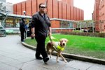Muslimský taxikář dostal pokutu: Odmítl odvézt slepce a jeho psa, protože psi jsou proti jeho „náboženskému přesvědčení“.