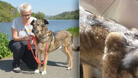 Nevidomá žena roky týrala svého vodícího psa: Konečně byl odebrán a hledá novou rodinu