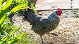 Ptačí chřipka opět útočí: Na Plzeňsku pošly chovateli slepice