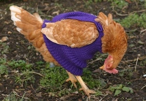 V sychravé Británii není nic neobvyklého na tom, že lidé svým slepicím kupují ručně pletené svetry.