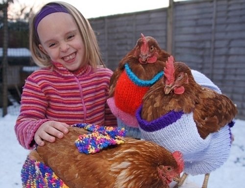 V sychravé Británii není nic neobvyklého na tom, že lidé svým slepicím kupují ručně pletené svetry.