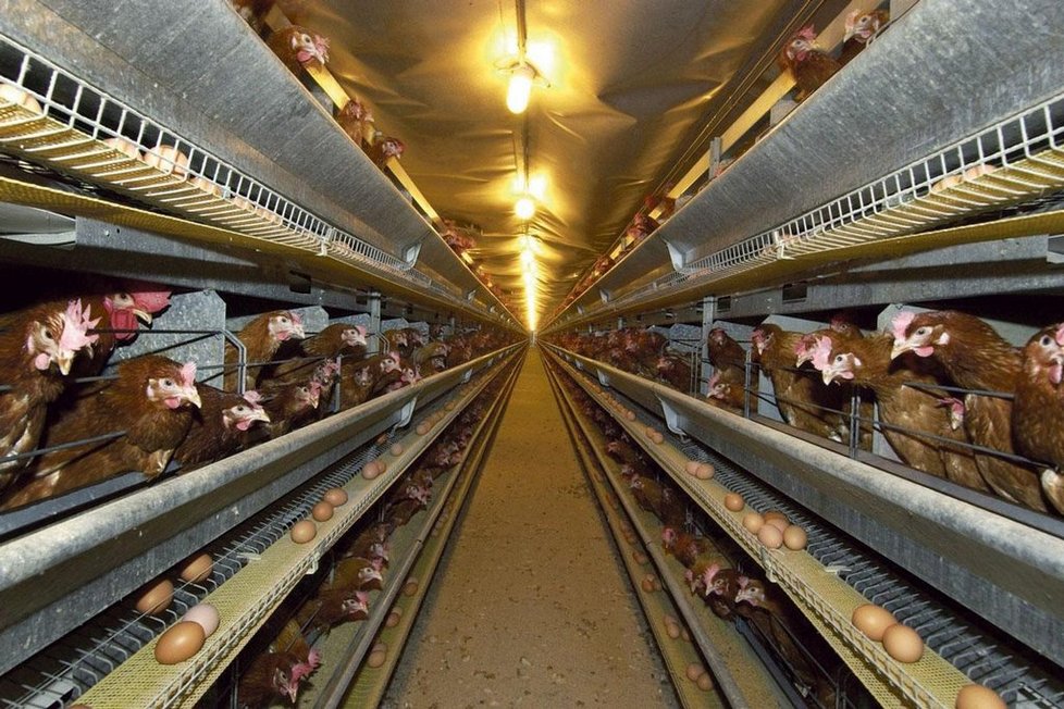 Výskyt salmonel v chovech kuřat na maso klesl loni na čtvrtinu ve srovnání s rokem 2006, v chovech nosnic produkujících vejce oproti roku 2007 dokonce desetinásobně.