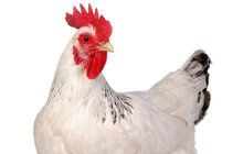 Ptačí chřipka: Jak žádat odškodné?