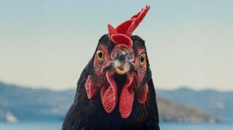 Začínají Dny evropského filmu, sahají od Sorrentina přes Pálfiho a Ozona po nové režisérské hvězdy Začínají Dny evropského filmu, sahají od Sorrentina přes Pálfiho a Ozona po nové režisérské hvězdy