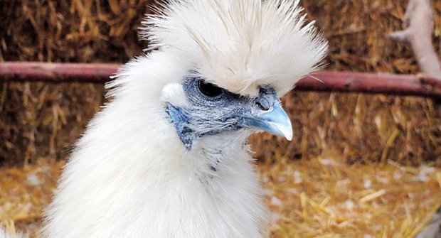 Posvátné slepice: Dějiny kura domácího