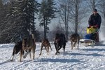 Ovládnout psí spřežení, to je zážitek, se kterým se budete moci opravdu pochlubit