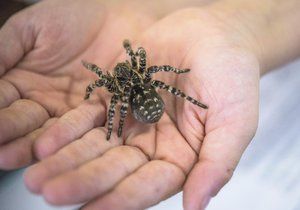 Zoo Praha v neděli, jako první na světě, otevřela expozici slíďáka tatarského, největšího druhu pavouka v Evropě. Konkrétně jde o mimořádně velkou samici.