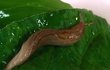 Nebezpečný červ je přenášen i v těle slimáků