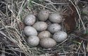 Slípky u nás hnízdí v&nbsp;dubnu a pak ještě jednou, v&nbsp;červnu nebo červenci. Vajíček bývá 5 až dokonce 11. Mláďata po vylíhnutí následují rodiče, kteří je ještě několik týdnů krmí