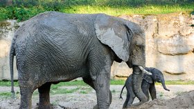 Podívejte se dobře, jsem rarita. Jediné mládě slona afrického narozené v Česku.