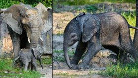 V Zoo Zlín bude k vidění už o víkendu: V Česku se narodil první slon africký